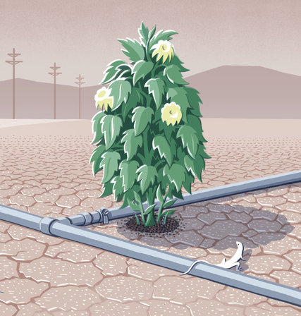 winningthedroughtimage